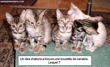 lequel?